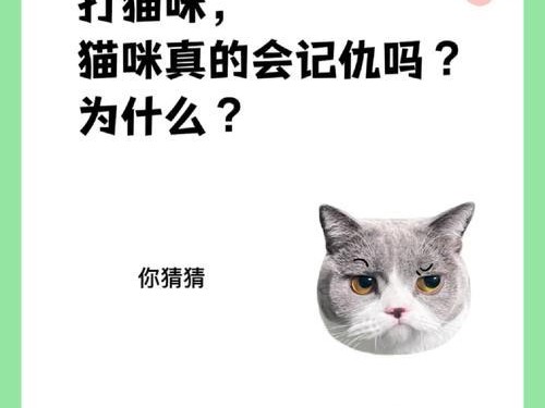 猛击猫猫（发掘新的战略与能力，成为猫猫技能升级的专家）